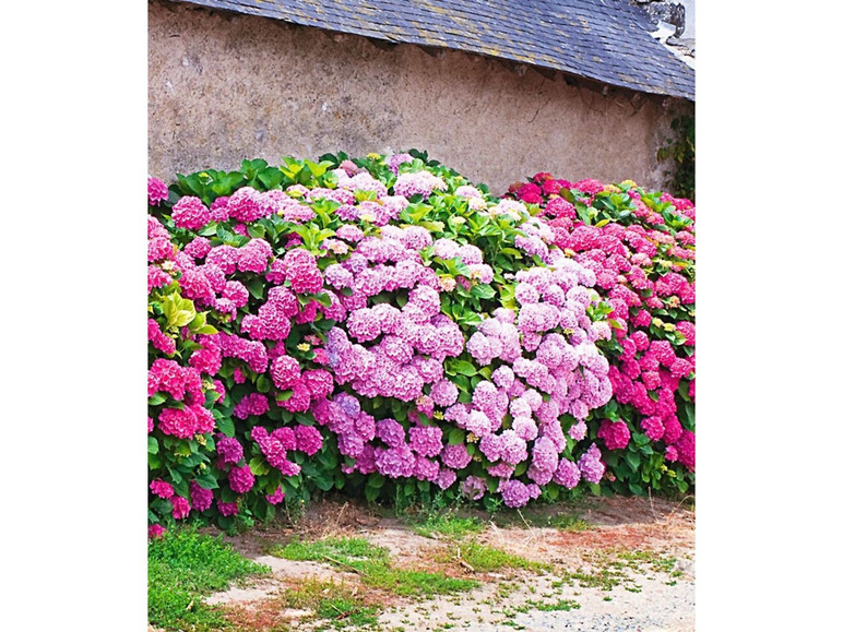 Gehe zu Vollbildansicht: Freiland-Hortensien-Hecke 'Pink-rosé', 3 Pflanzen Hydrangea - Bild 1