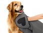 Ein Golden Retriever mit einem grauen Handtuch mit Herz.