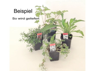 Gartenpflanzen gnstig online kaufen | LIDL