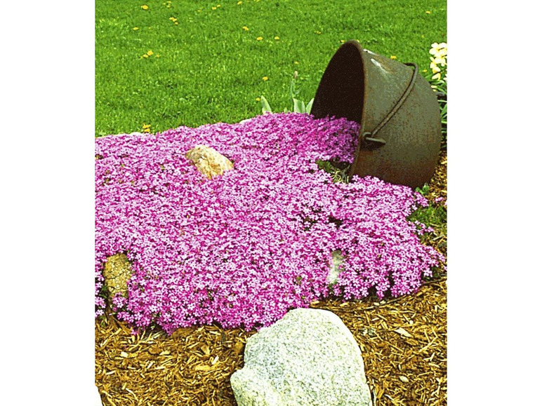 Gehe zu Vollbildansicht: Bodendecker-Kollektion pink und blau,6 Pflanzen - Bild 3