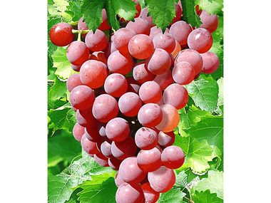 Vitis vinifera Sladuschka kernlose rote Weintraube Weinrebe Tafeltraube 