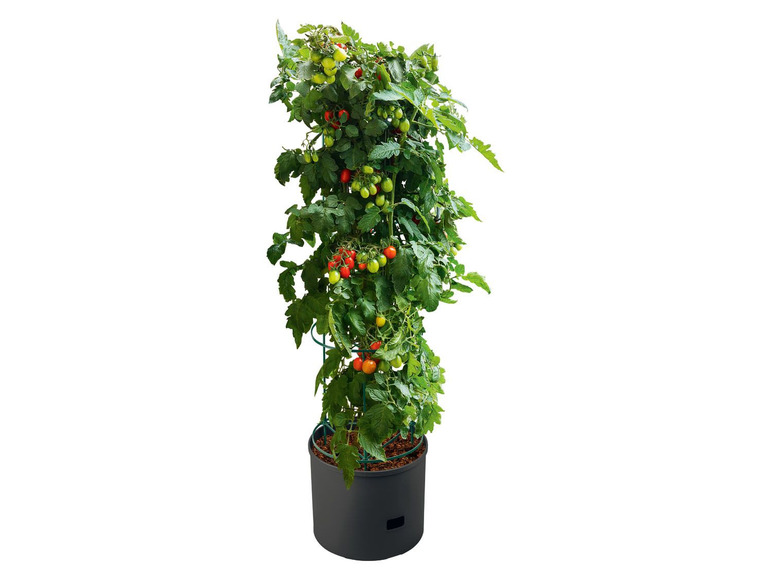 Gehe zu Vollbildansicht: PARKSIDE® Tomaten-Pflanzgefäß, mit Rankhilfe - Bild 2