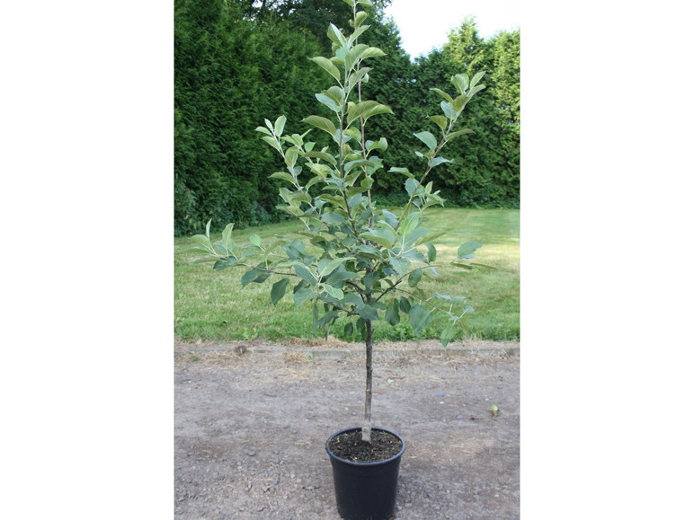 Ein junger Apfelbaum in einem Topf.