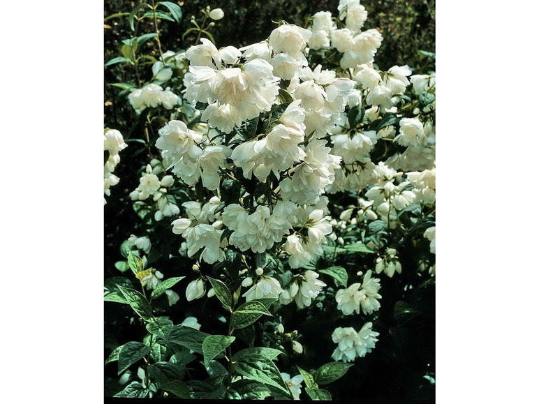 Weiße Blüten blühen in einem grünen Busch.