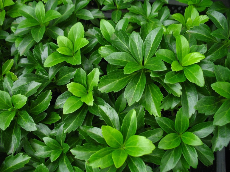 Grüne Pflanzen mit Blättern in einem Topf.