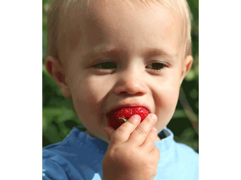 Gehe zu Vollbildansicht: Erdbeere »Sweet Mary XXL®«, 3 Pflanzen, besonders große Früchte, sehr ertragreich - Bild 4