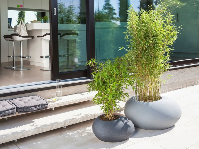 Zwei Bambuspflanzen in runden Töpfen für einen modernen Außenbereich.