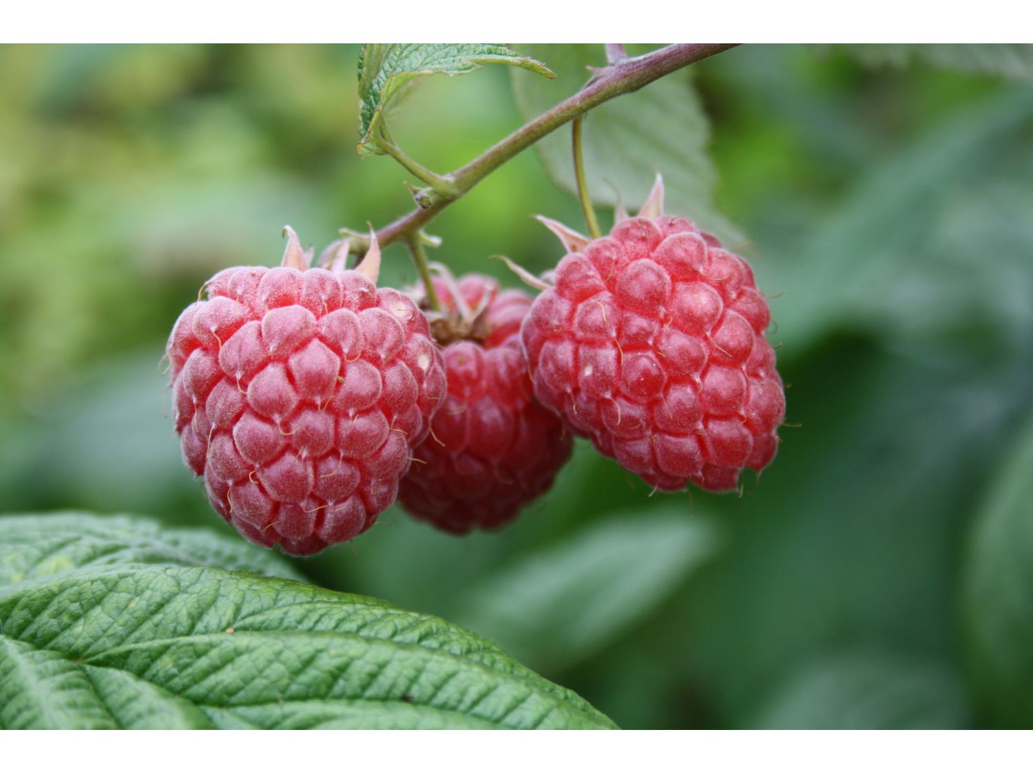 Himbeere ‚Glen Ample‘, 3 Pflanzen im 2 Liter Topf | 04250697220472