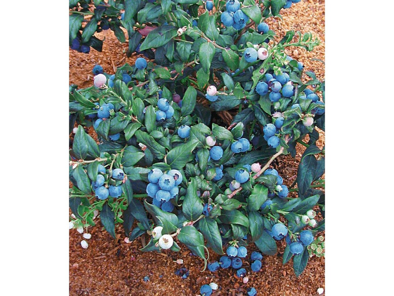 Gehe zu Vollbildansicht: Heidelbeeren »Reka® Blue« und »Hortblue®«, 2 Pflanzen, Beerenobst, mehrjährig, winterhart - Bild 4