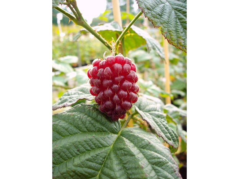 Gehe zu Vollbildansicht: Tayberry 'Buckingham'®, dornenlos - Bild 1