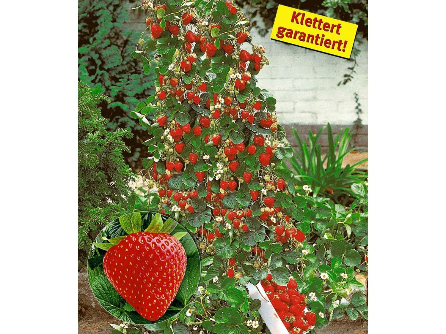 Hummi® Klettererdbeere 3 Pflanzen gut geeignet für Beet und Kübel lange Erntezeit