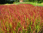 Rote und grüne Ziergräser in einer Gärtnerei.