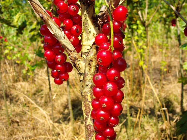 Rote Beeren wachsen an einem Zweig in einem Garten.