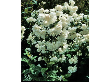 Falscher Jasmin