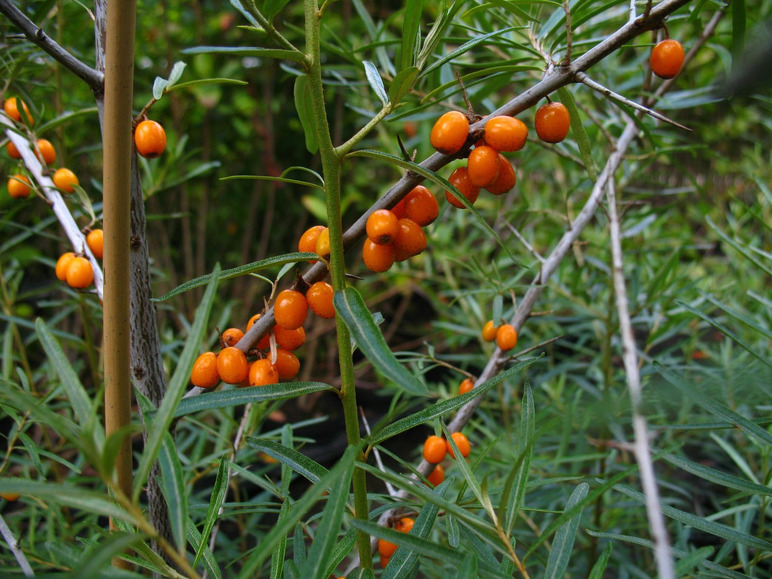 Orange Beeren an einem Strauch mit grünen Blättern.