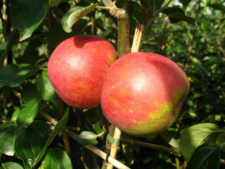 Gehe zu Vollbildansicht: Apfelbaum-Set »Alte Sorten«, 3 Obstbäume, frühe bis späte Ernten, regelmäßig hohe Erträge - Bild 2