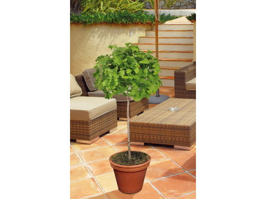 Ginkgo-Stämmchen 'Mariken'®