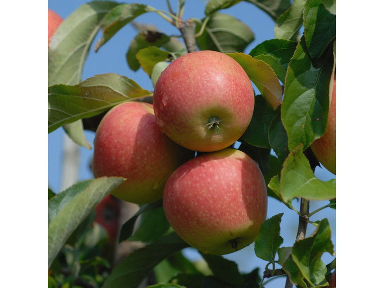 Gehe zu Vollbildansicht: Apfel Pinova®, 1 Buschbaum im 5 Liter Topf, ca.100 cm - Bild 1