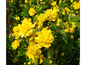 Gelbe Blüten eines Currybaums in voller Blüte