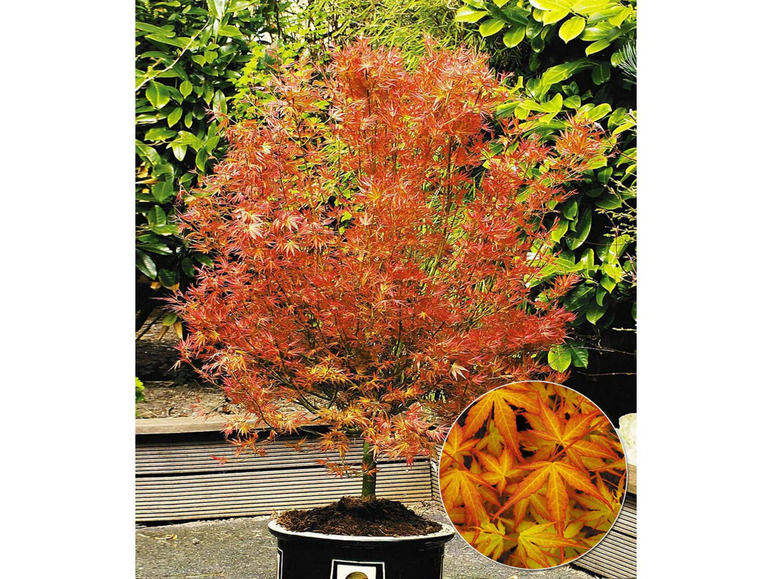 Gehe zu Vollbildansicht: Japanische Ahorn-Kollektion winterhart, 2 Pflanzen im Mix Acer palmatum - Bild 2