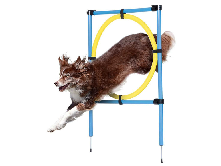 Gehe zu Vollbildansicht: zoofari® Hunde Agility Set - Bild 10