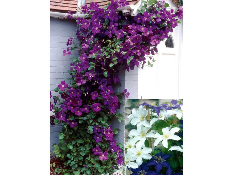 Lila und weiße Clematis ranken an einer Wand