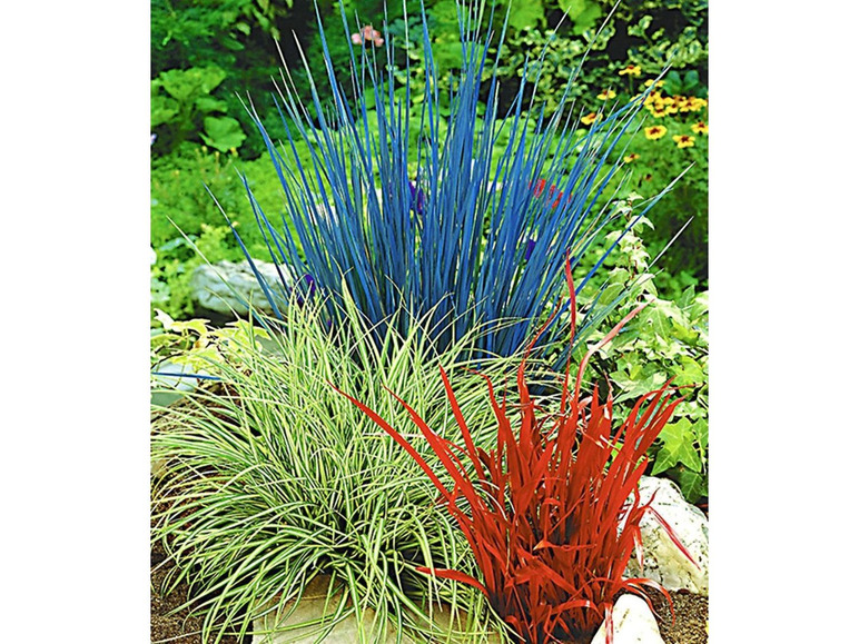 Gehe zu Vollbildansicht: Ziergras Farb-Mischung, 3 Pflanzen Imperata cylindica, Festuca glauca, Carex ashimens - Bild 2