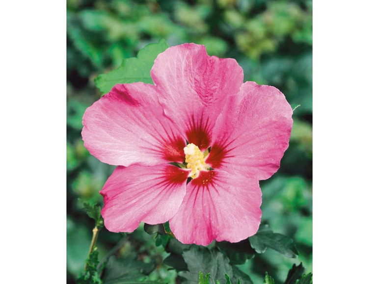 Gehe zu Vollbildansicht: Winterharte Hibiskus-Hecke, 10 Pflanzen, Hibiscus Syriacus - Bild 3