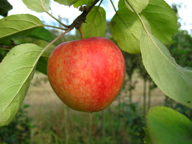 Gehe zu Vollbildansicht: Apfel »Cox Orange«, Allergiker verträglich, winterhart, mehrjährig, 1 Pflanze - Bild 1