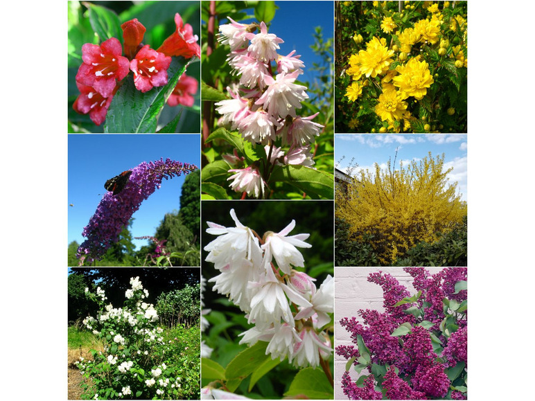 Pflanzen 8 verschiedene Blütensträucher-Sortiment: