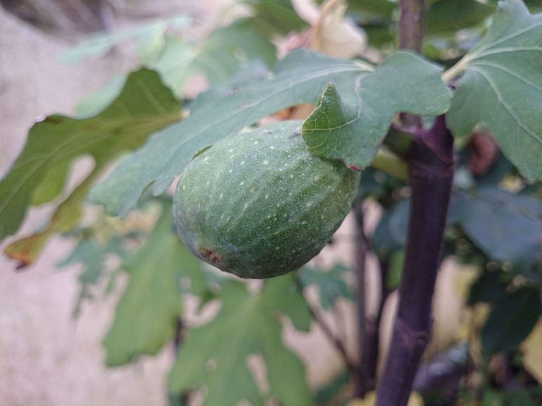Eine grüne Feige wächst an einem Feigenbaum.