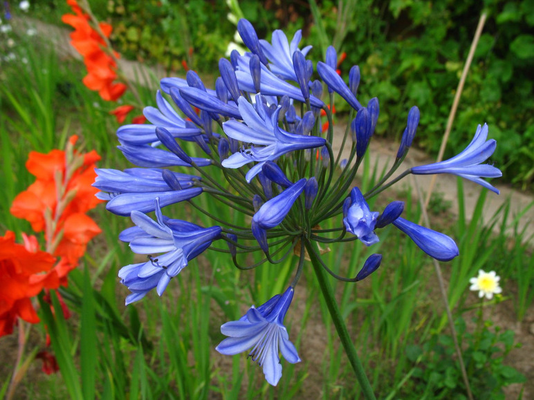 Gehe zu Vollbildansicht: Blaue Schmucklilie 'Blue Triumphator', 3 Pflanzen - Bild 1