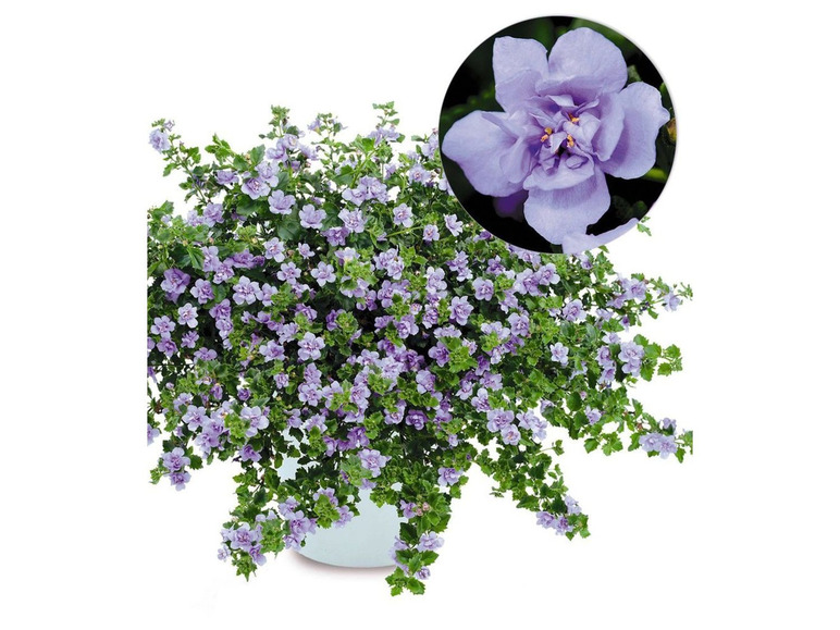 Gehe zu Vollbildansicht: Gefüllte blaue Bacopa Scopia Double® 3 Pflanzen Schneeflockenblume - Bild 1
