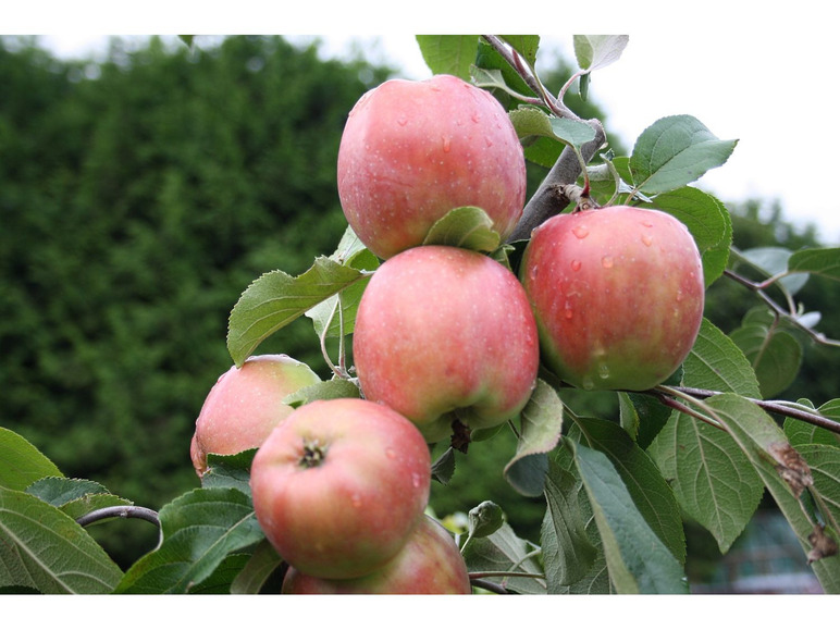 Gehe zu Vollbildansicht: Apfel »Gravensteiner« und »Jonagold«, 2 Pflanzen, Buschbaum, 300 - 400 cm Wuchshöhe - Bild 2
