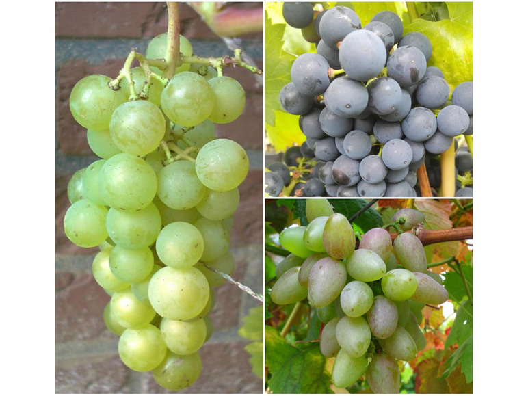 Weintrauben »Suffolk Red«, »Venus« und »Lakemont«, 3 Pflanzen, kernlos, pilzfest | Obstbäume & Gemüsepflanzen