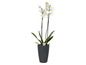 Weiße Orchidee in einem schwarzen Topf.