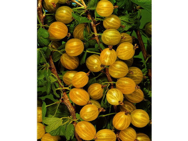 Stachelbeere »Hinnonmäki®«, gelb, süß-sauer, bis 150 cm Wuchshöhe, winterhart  und robust