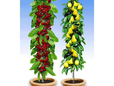 Säulenobst-Duo Birne & Kirsche,2 Pflanzen