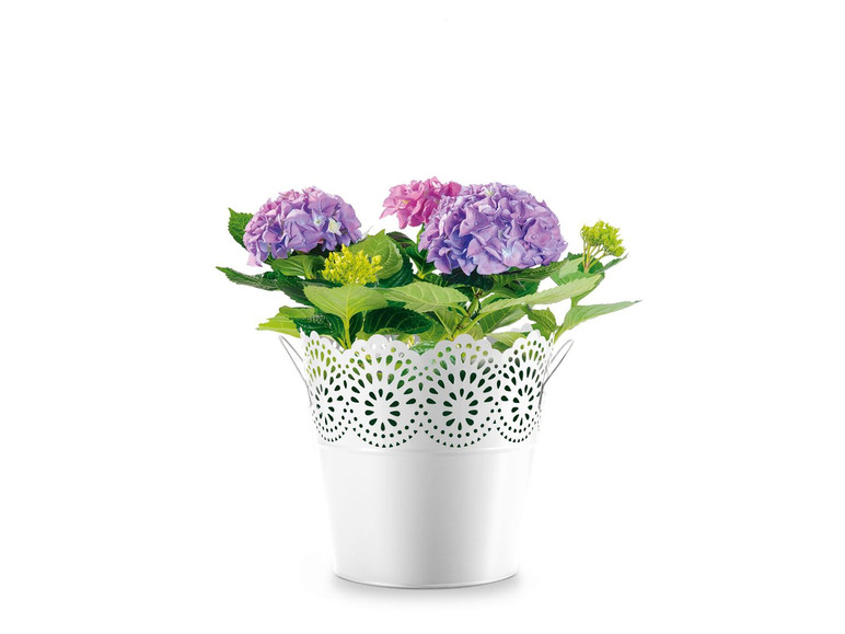 Gehe zu Vollbildansicht: FLORABEST Blumentöpfe, mit wasserdichtem Metallgefäß - Bild 3