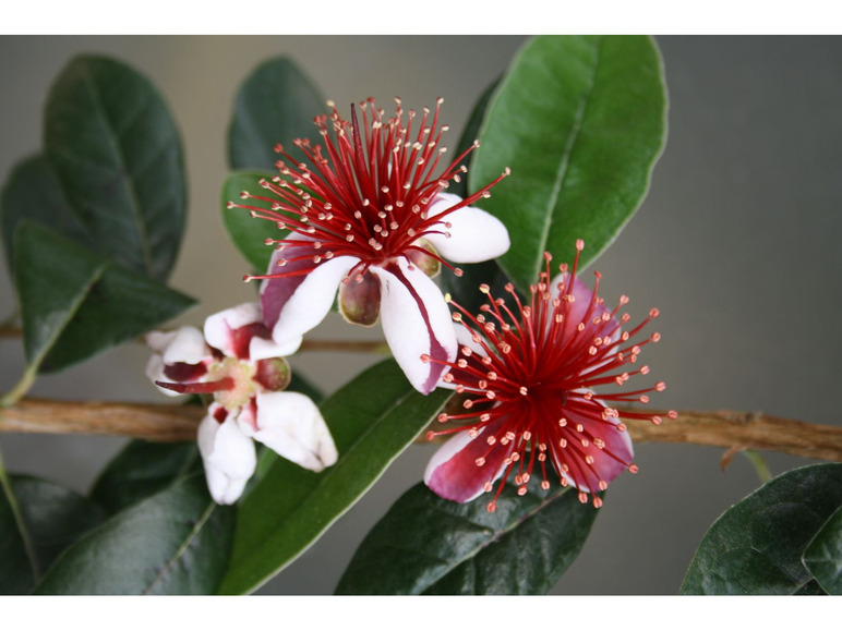 Gehe zu Vollbildansicht: Brasilianische Guave - Ananasguave 'Mammoth' - Rarität - Bild 1
