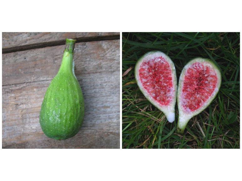 Eine grüne Feige und eine aufgeschnittene Feige in Herzform.