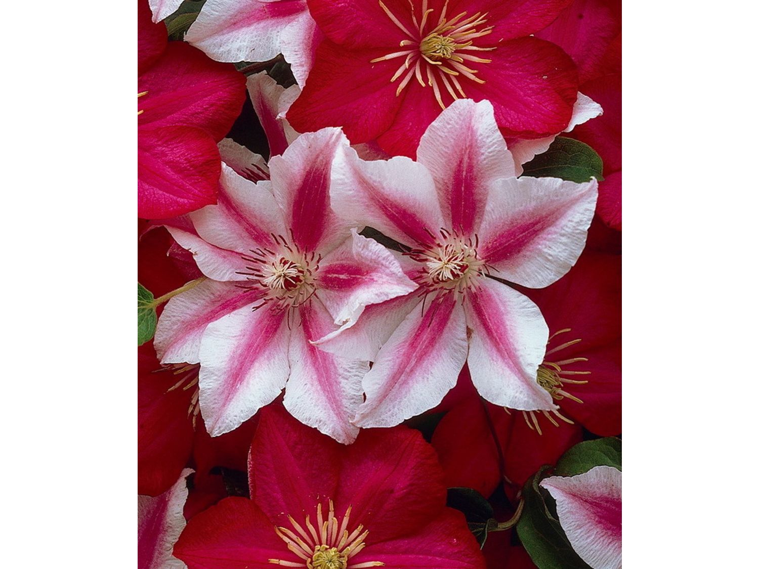 Thumbnail - Clematis Nelly Moser®