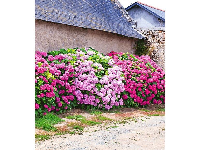 Gehe zu Vollbildansicht: Freiland-Hortensien-Hecke 'Pink-rosé', 3 Pflanzen Hydrangea - Bild 3