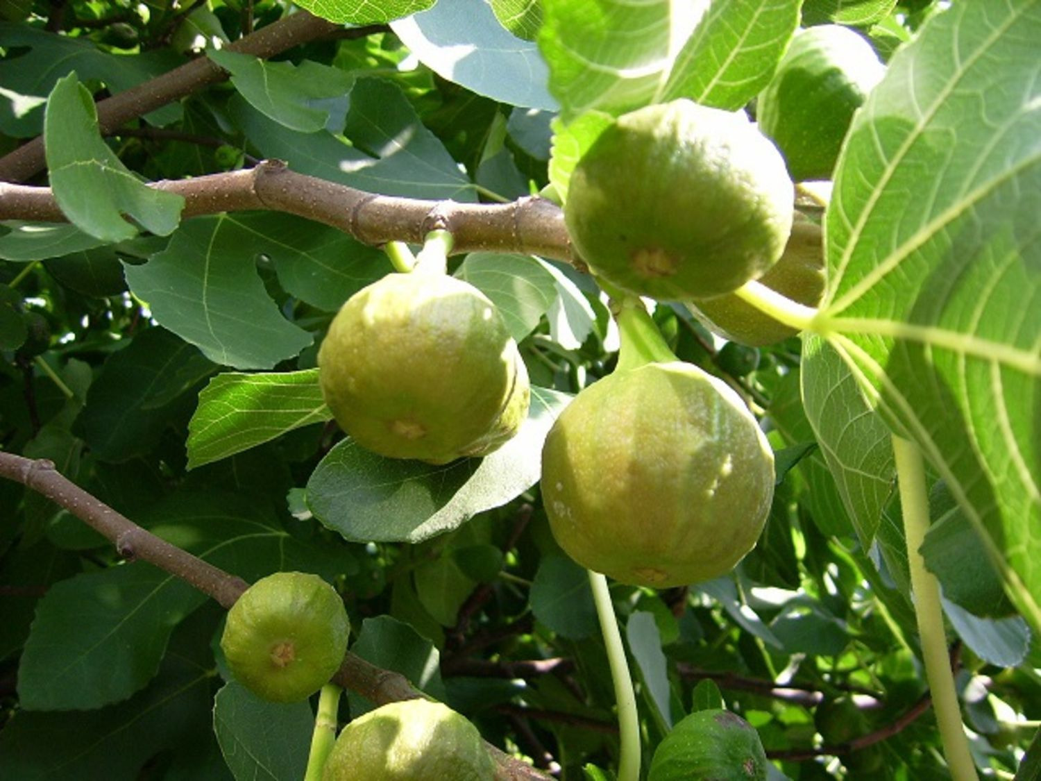 Feigenbaum »Pfälzer Fruchtfeige«, selbstfruchtend, meh…