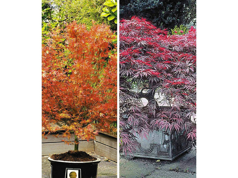 Gehe zu Vollbildansicht: Japanische Ahorn-Kollektion winterhart, 2 Pflanzen im Mix Acer palmatum - Bild 4
