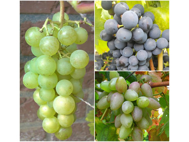 Weintrauben »Suffolk Red«, »Venus« und »Lakemont«, 3 Pflanzen, kernlos, pilzfest