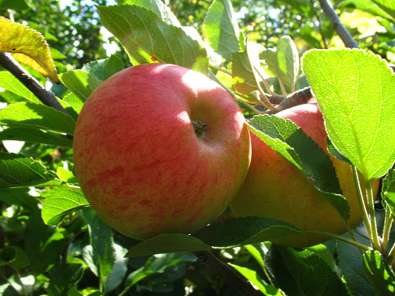 Zwei rote Äpfel hängen an einem Zweig mit grünen Blättern.