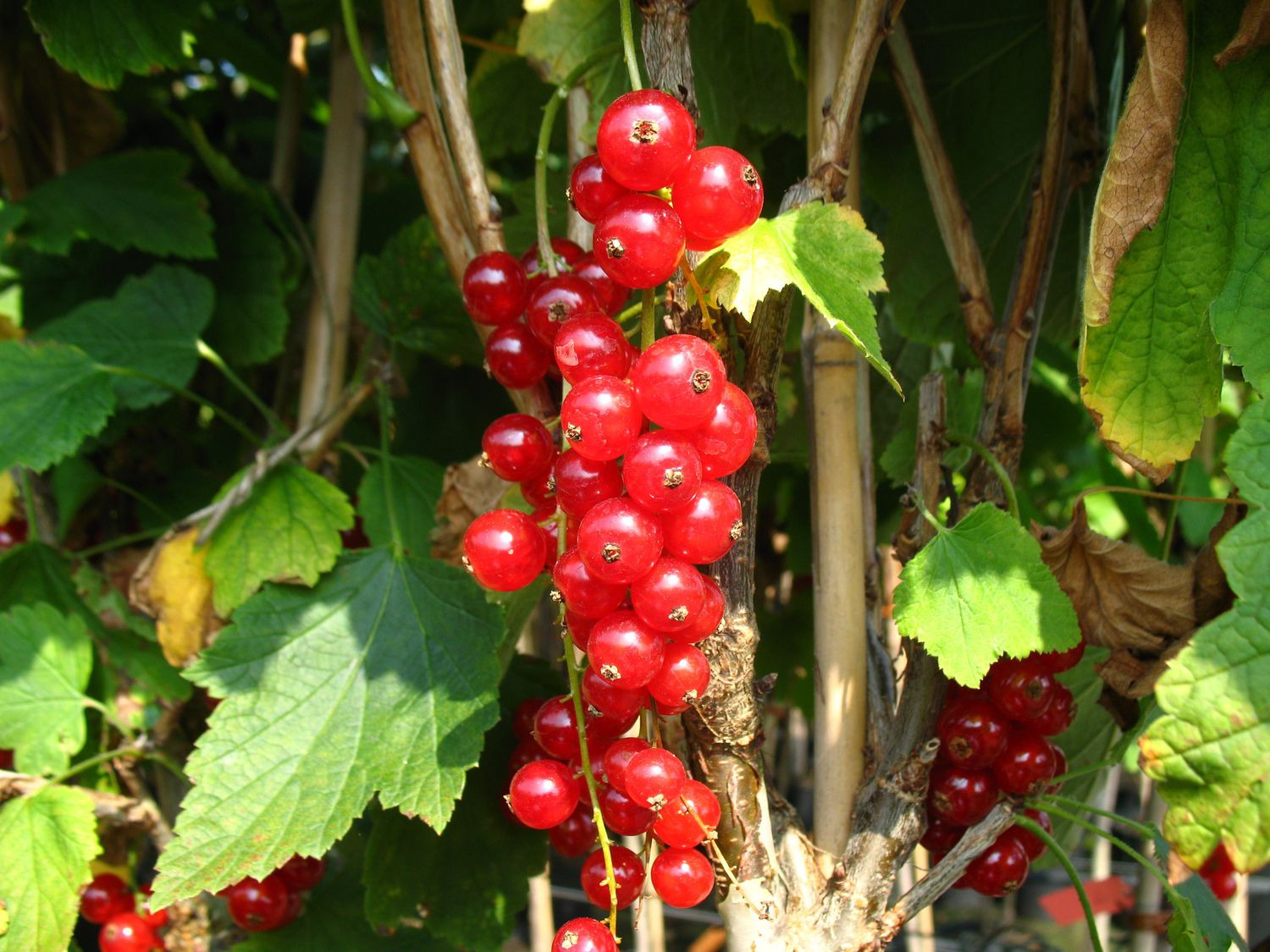 Johannisbeere, 3 Stämmchen je rot, schwarz und weiß, s… | Obstbäume & Gemüsepflanzen