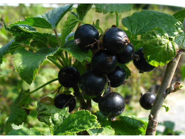 Schwarze Johannisbeeren an einem Zweig mit grünen Blättern.