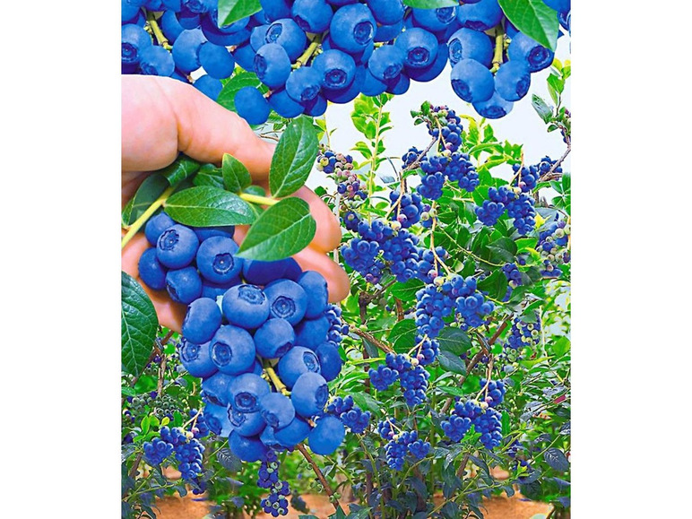 Gehe zu Vollbildansicht: Heidelbeeren »Reka® Blue« und »Hortblue®«, 2 Pflanzen, Beerenobst, mehrjährig, winterhart - Bild 6